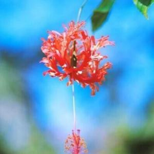 莉莉