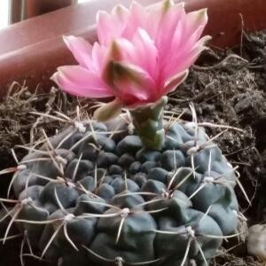 肥肥