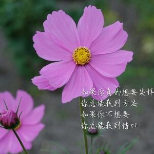 小小草