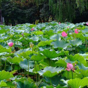 燕飞菲