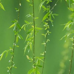 清风拂柳絮