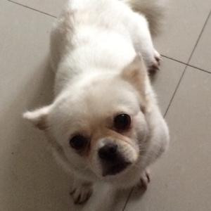 君