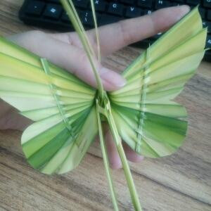 夏至薇凉