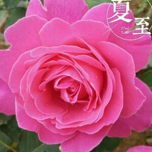 与往事干杯