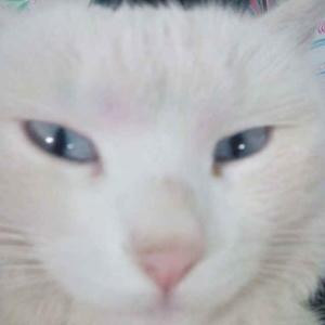 纯白色的猫咪