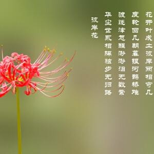 彼岸花开开千年
