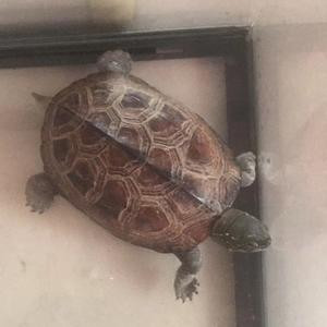 吸血小蚊子