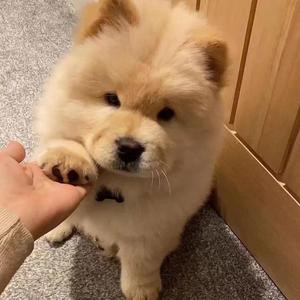 西瓜啵啵