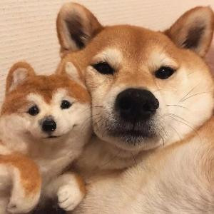 手渣反木