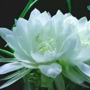 忘忧草