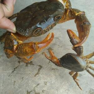缘梦