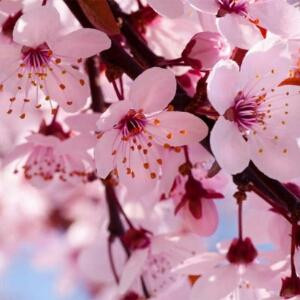 樱花草莓