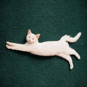 猫猫
