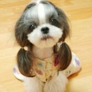 彼岸花
