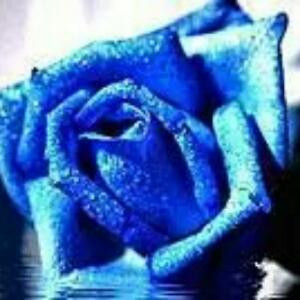 蓝玫瑰