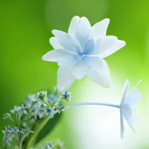 四季之花