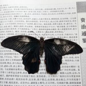 蝴蝶