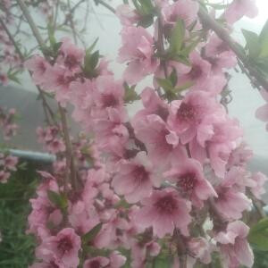 柔情似水