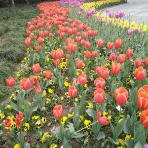 花样年华