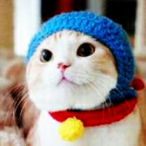 蓝帽子猫猫