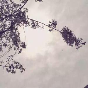 小楼一夜听雨声