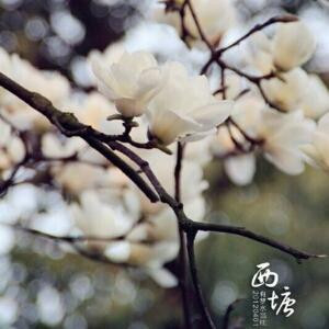 梦醒墨凉