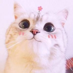 妮子