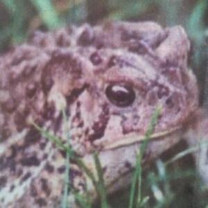 穷鬼