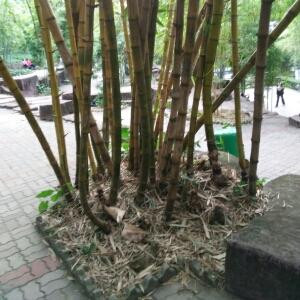 狼爱上羊