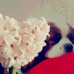 dreamhigh