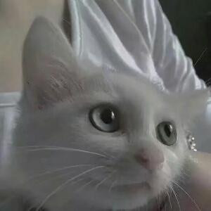 不作就不会死