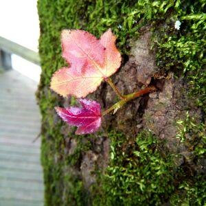 如梦幻泡影