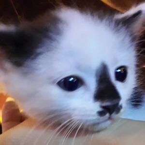 墨小白