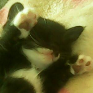 懒猫猫
