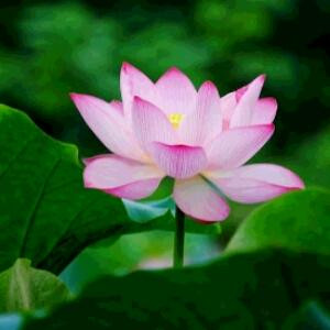 花非花雾非雾