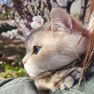 Rosie