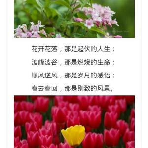 慵懒的猫
