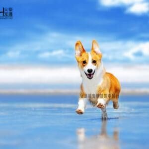小书虫i