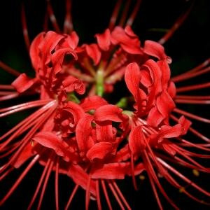 菩提子