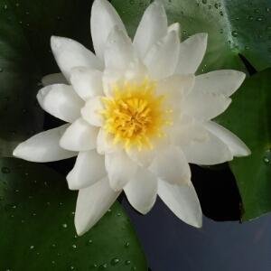 夏荷