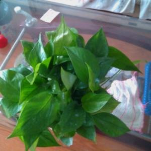 紫藤箩
