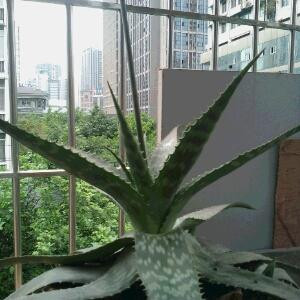 开心果