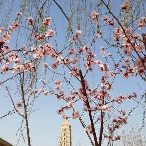 茶凉七分
