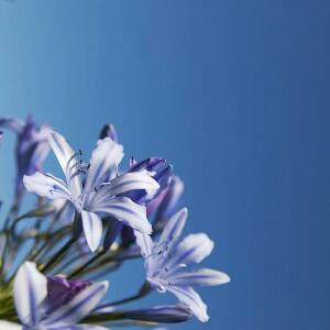 悠悠