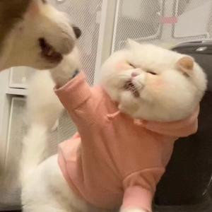 敢敢没有心