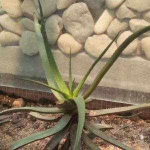 花晴
