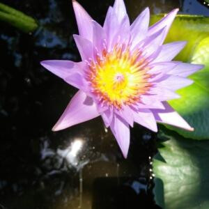 彩彩霞