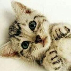 猫尔