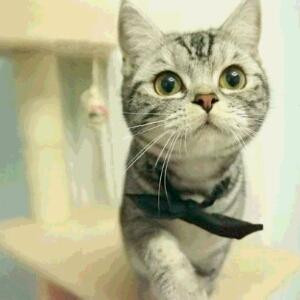 我的麋鹿迷路了