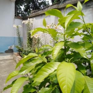 小屁  孩儿
